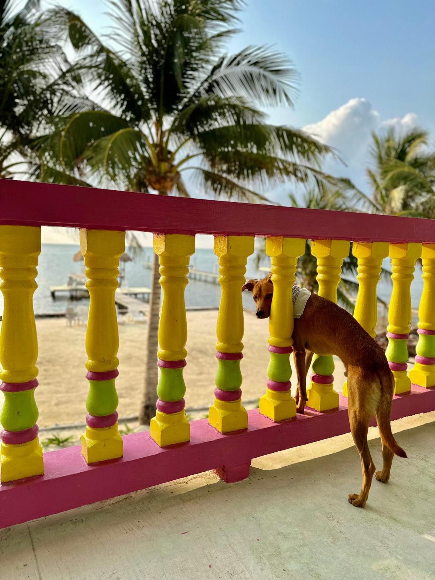 Barefoot Beach Belize Caye Caulker Exterior photo